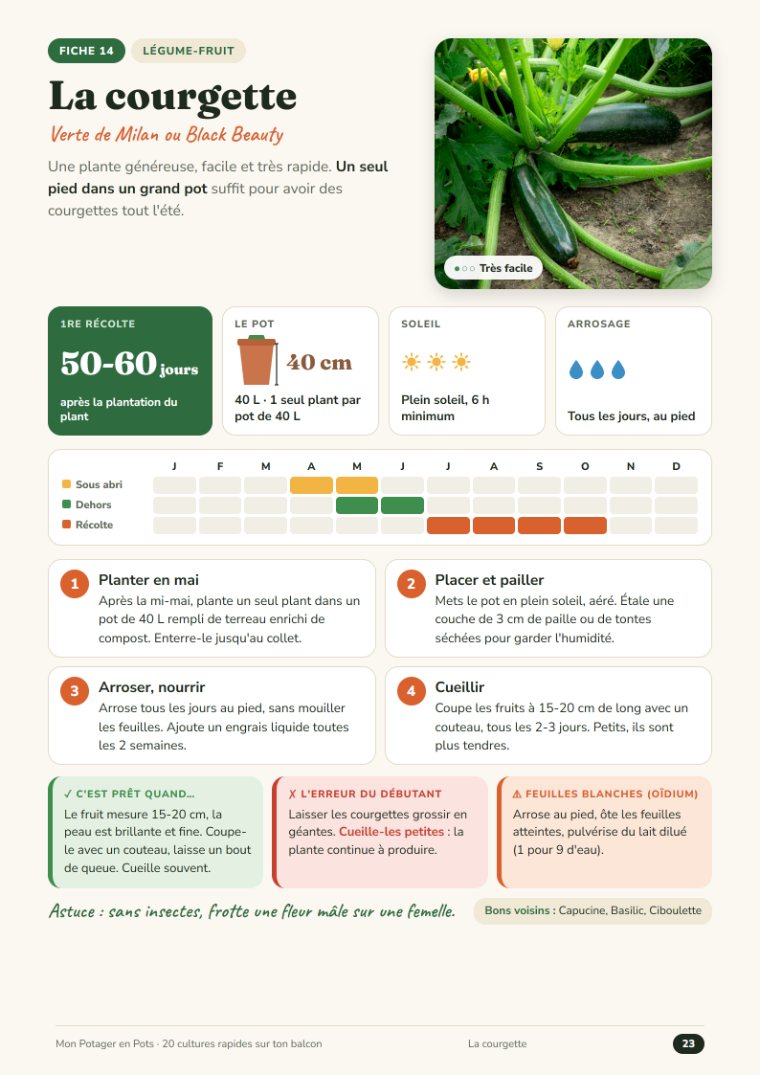 Fiche « Courgette »