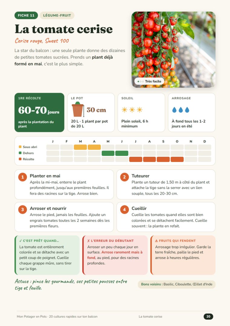 Fiche « Tomate cerise » : jours avant la récolte, pot, soleil, arrosage, calendrier, 4 étapes et solutions naturelles